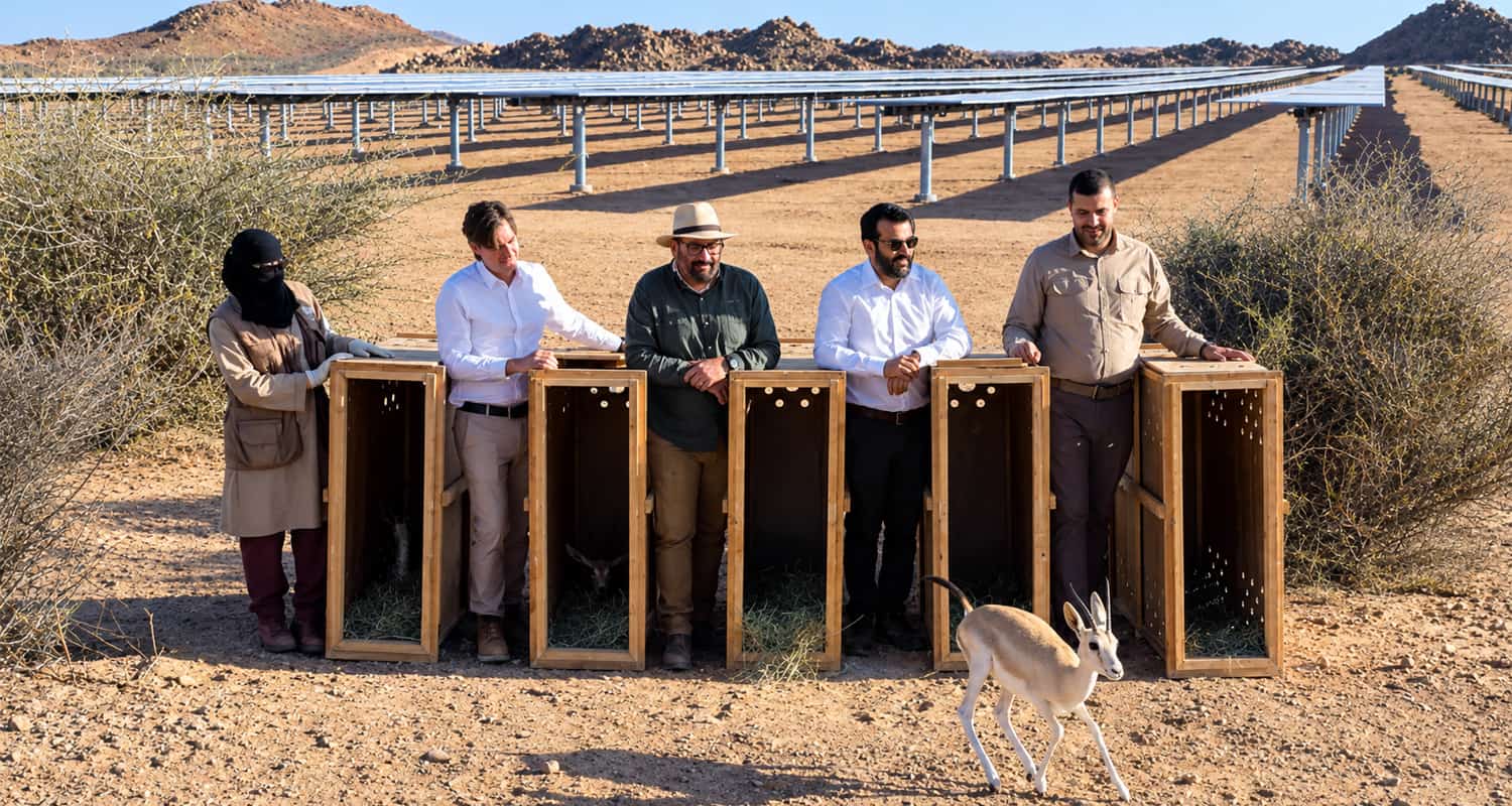 Un site solaire photovoltaïque de 250 MW en Arabie saoudite sert de base à un programme de reproduction d'espèces menacées